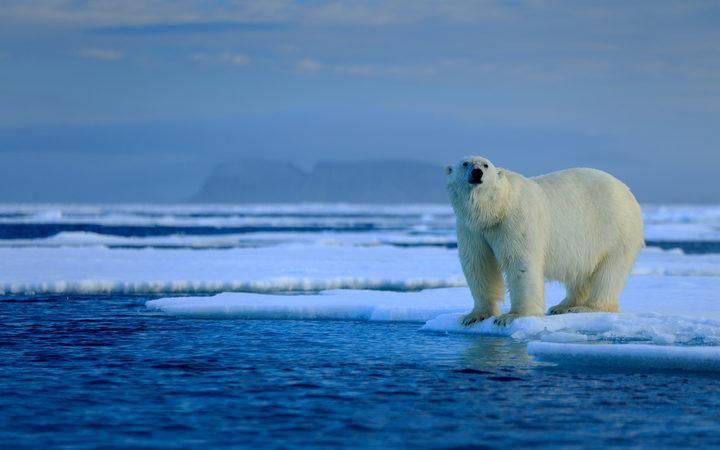 Были выявлены частицы пластика, выпавшие с осадками в Арктике; экология севера не такая уж и чистая