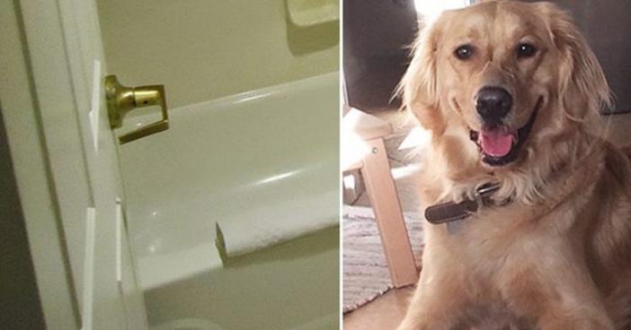 Мужчина переживал, что его пес стал грустным. Однажды питомец принес к нему своего друга и положил его в ванную
