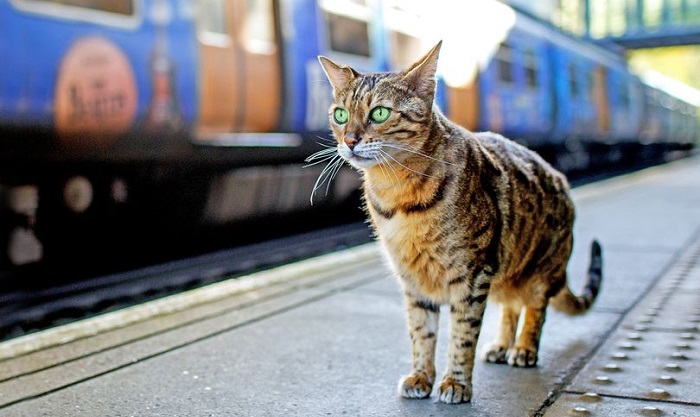 Работники вокзала полюбили кота и даже приняли его на работу