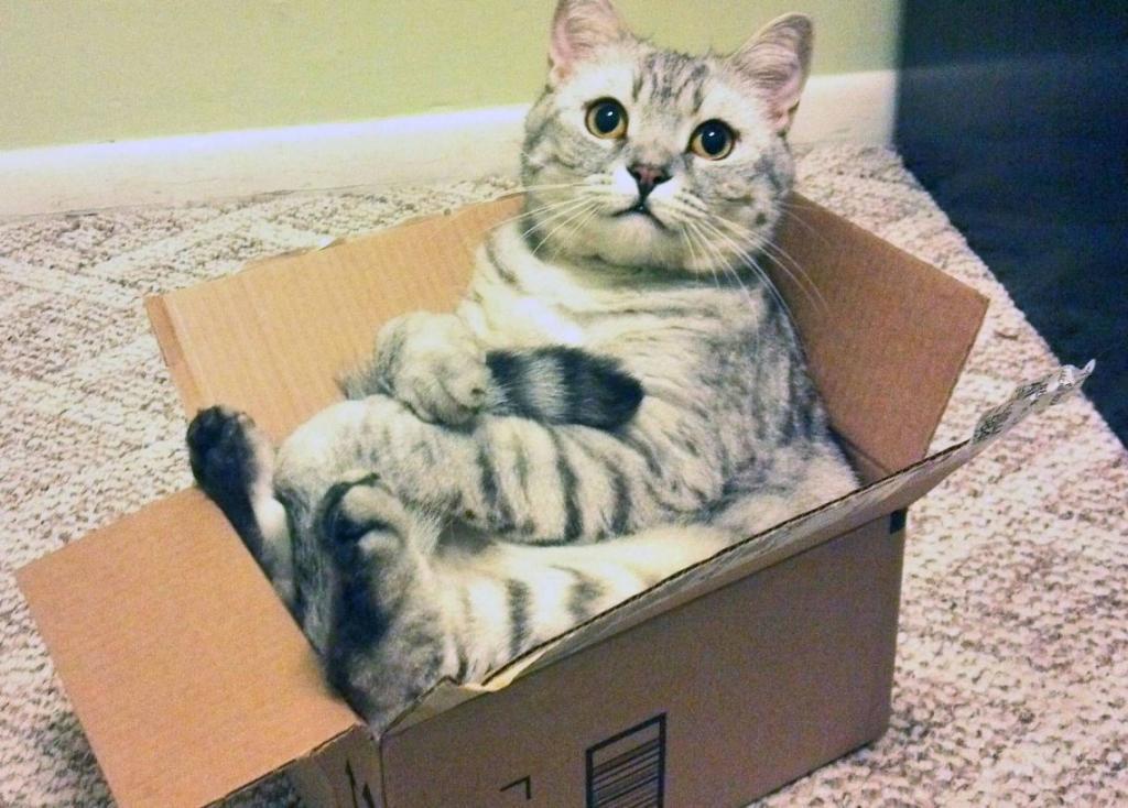 Зметили, как кошки любят картонные коробки и шуршащие пакеты? Исследователи выдвигают некоторые версии, почему это происходит
