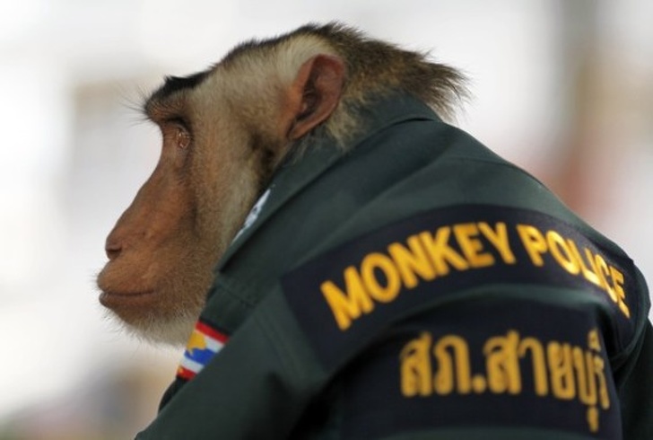 Азия не перестает удивлять остальной мир: крышки от канализации похожи на шедевры, а в полиции Таиланда работает обезьяна