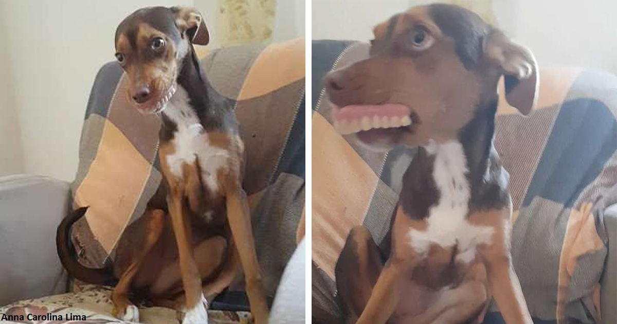 Пёс украл зубные протезы уснувшей бабушки   и его улыбка стала неотразимой