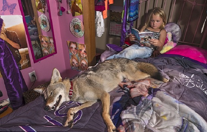 Семья спасла маленького койота, и теперь животное стало их домашним питомцем