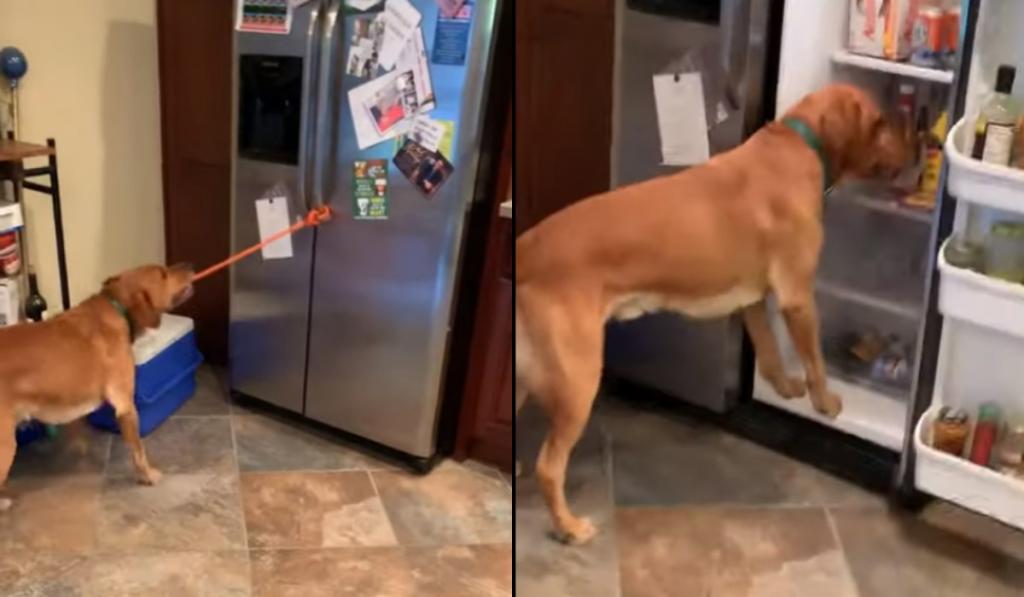 Парень научил свою собаку помогать ему готовить бутерброды, и теперь пес   незаменимый помощник на кухне (видео)