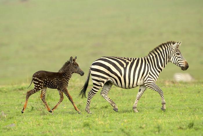 Не в полосочку, а в горошек: в кенийском национальном парке на свет появилась необычная зебра (фото)