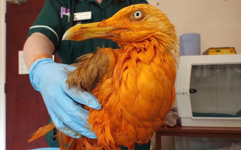 Люди думали, что спасли  экзотическую  птицу с ярко оранжевым оперением, но это была обычная чайка