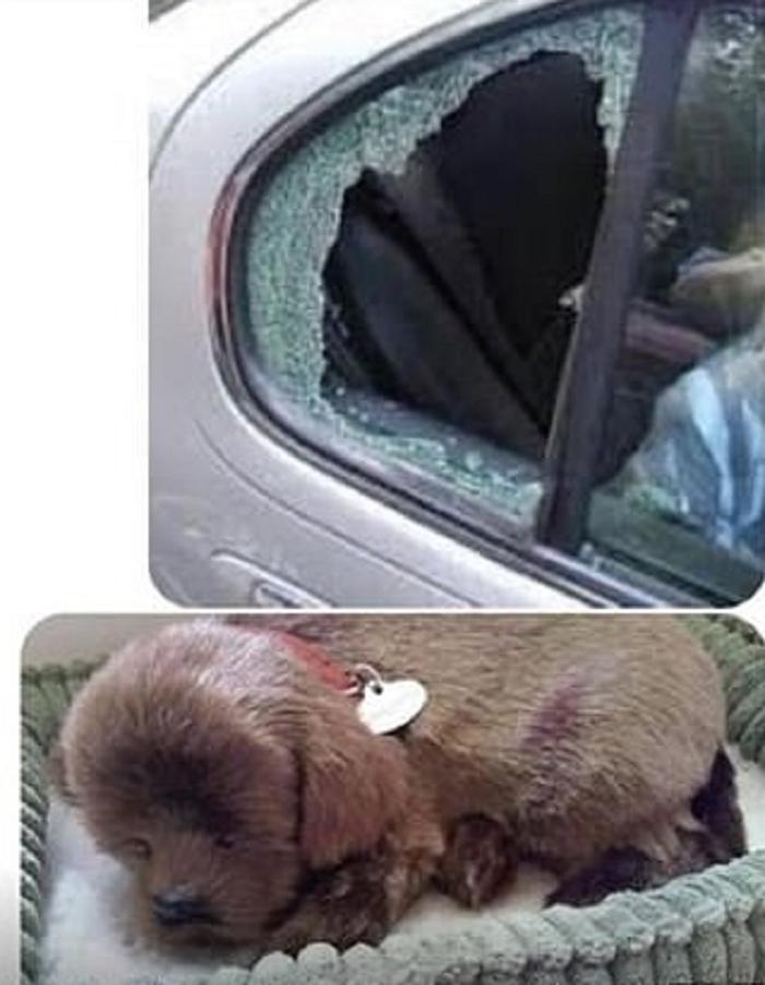 Мужчина разбил стекло в машине, чтобы спасти собаку, но она оказалась игрушечной: Сеть встала на его защиту