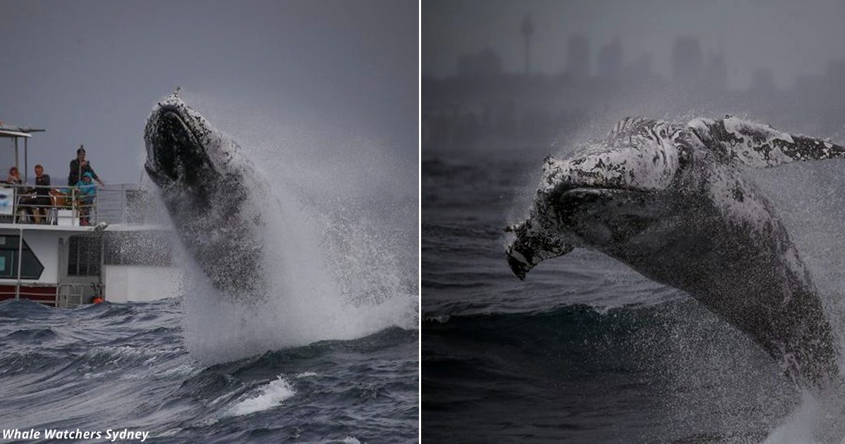 Туристы явно не рассчитывали увидеть кита так близко — и не на шутку испугались
