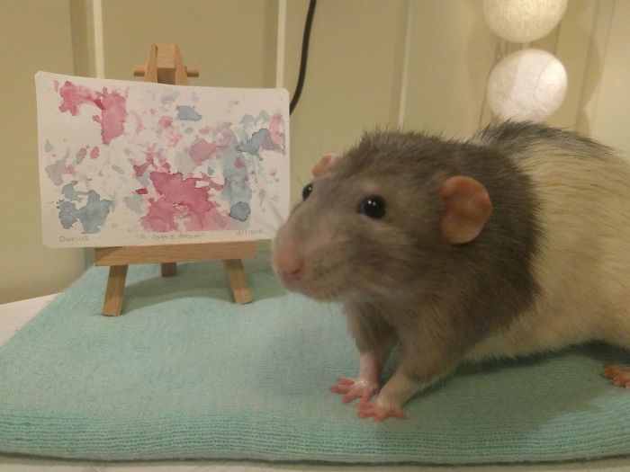 Девушка продает картины, которые рисует ее крыса