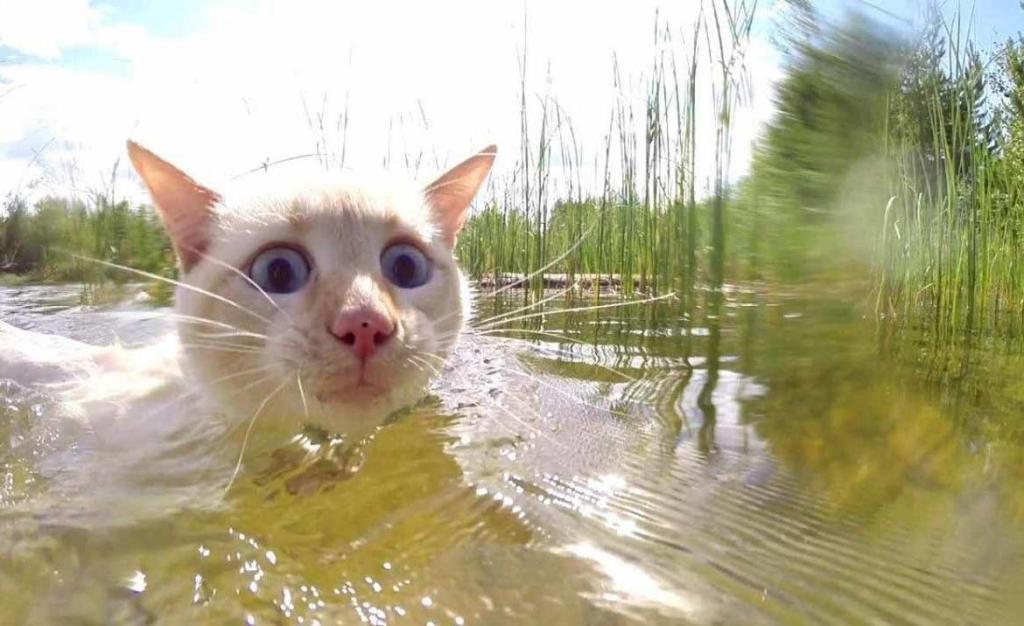 Коты в воде картинки