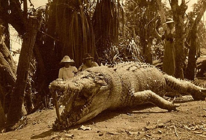 История самого крупного крокодила, когда либо пойманного в Австралии