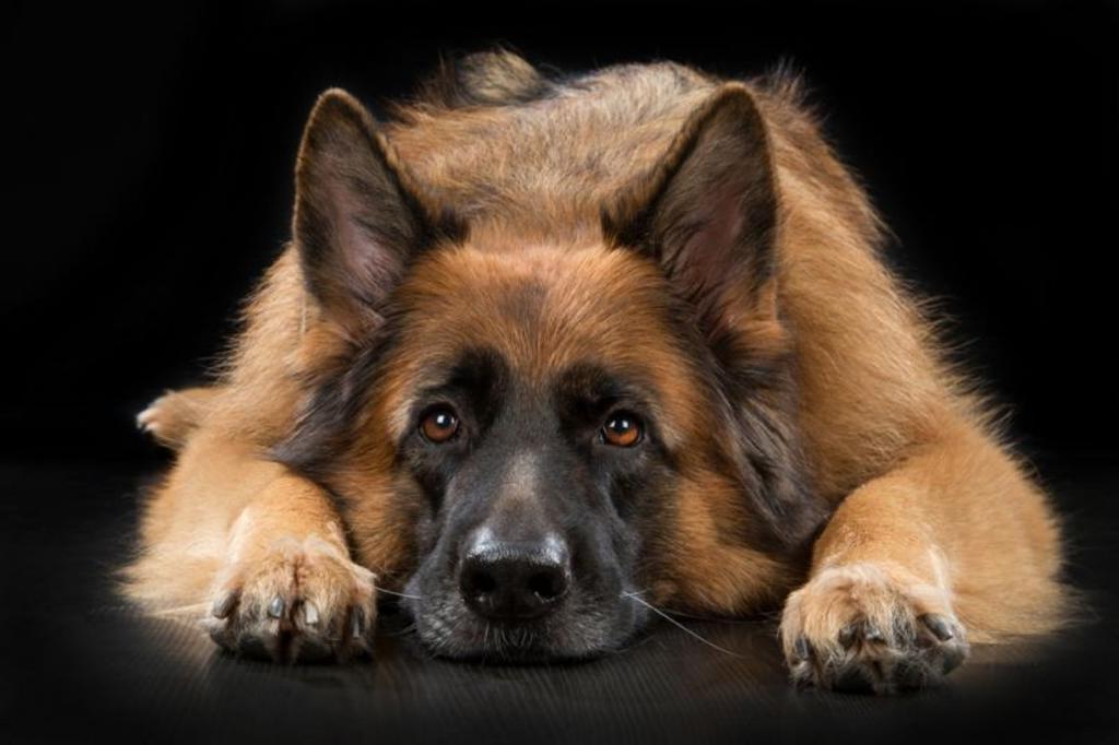 Доберман, йорик или борзая: какая вы собака по знаку зодиака