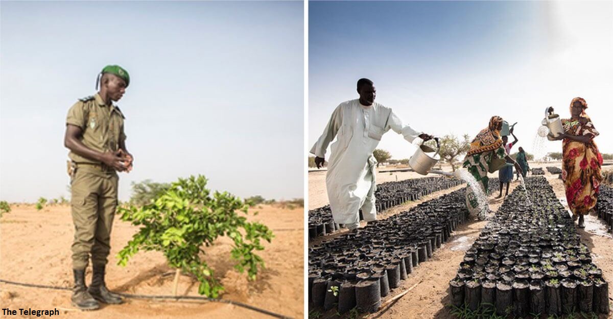 В Африке садят деревья, чтобы построить Великую зелёную стену на 8 000 км