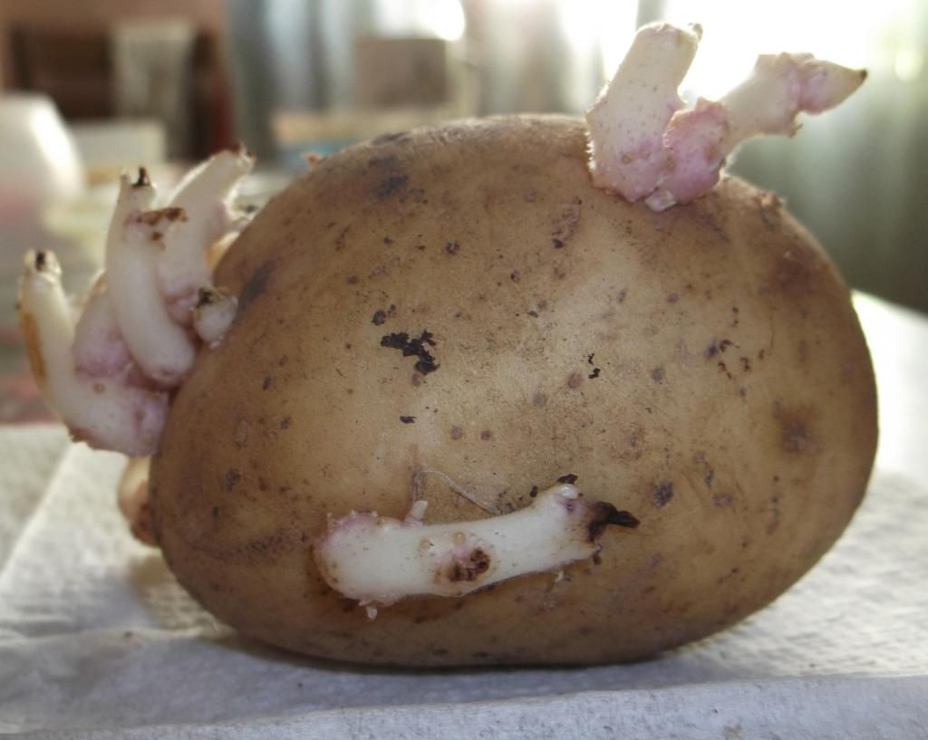 Можно ли есть картошку если она проросла. Картошка с ростками. Пророщенный картофель. Картофель с отростками. Проросший клубень картофеля.