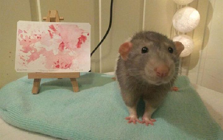 Норвежская девочка учит свою домашнюю крысу рисовать картины