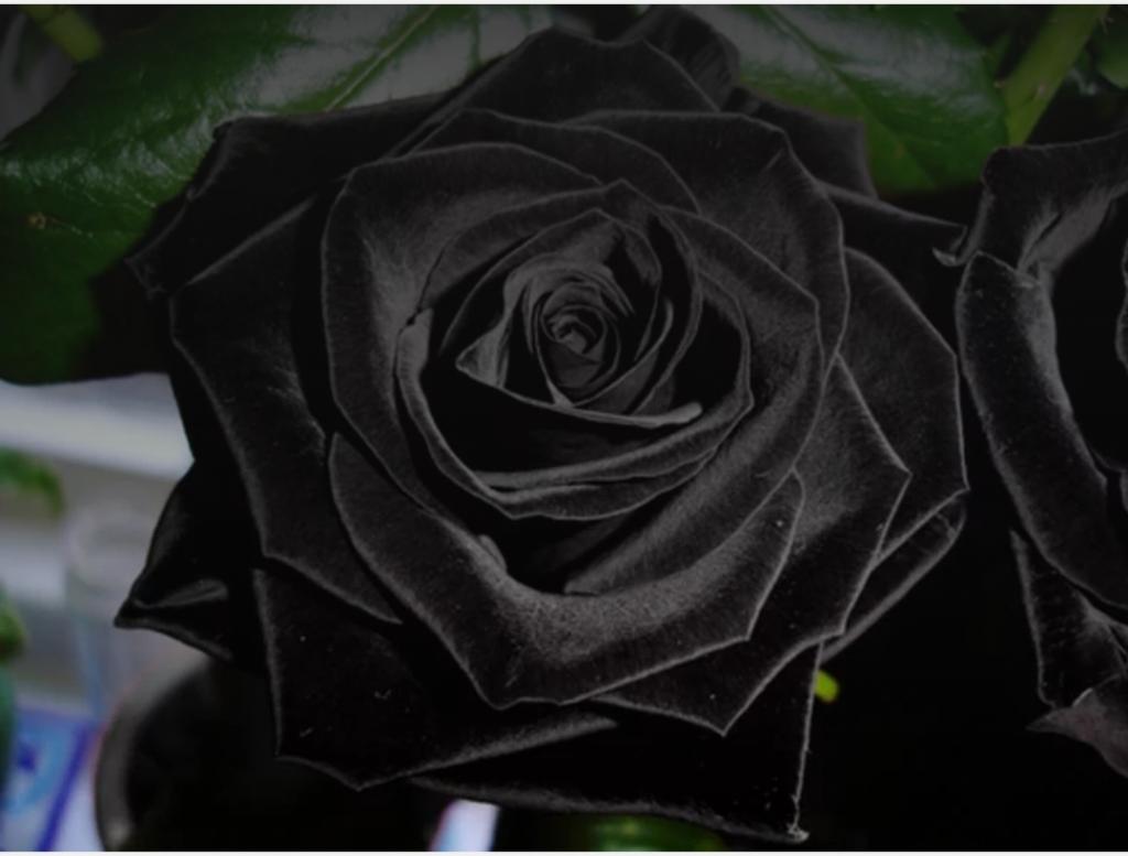 Саженцы черной розы. Черные розы Халфети. Халфети Турция розы.