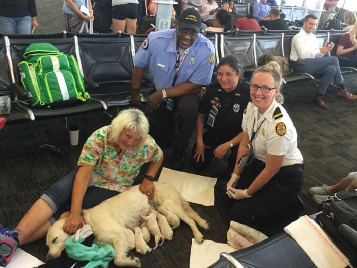 Служебная собака неожиданно родила в аэропорту и преподала всем посетителям урок о чуде жизни