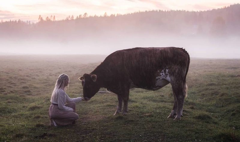Шведская Белоснежка: женщина использует пение для привлечения внимания коров и диких птиц