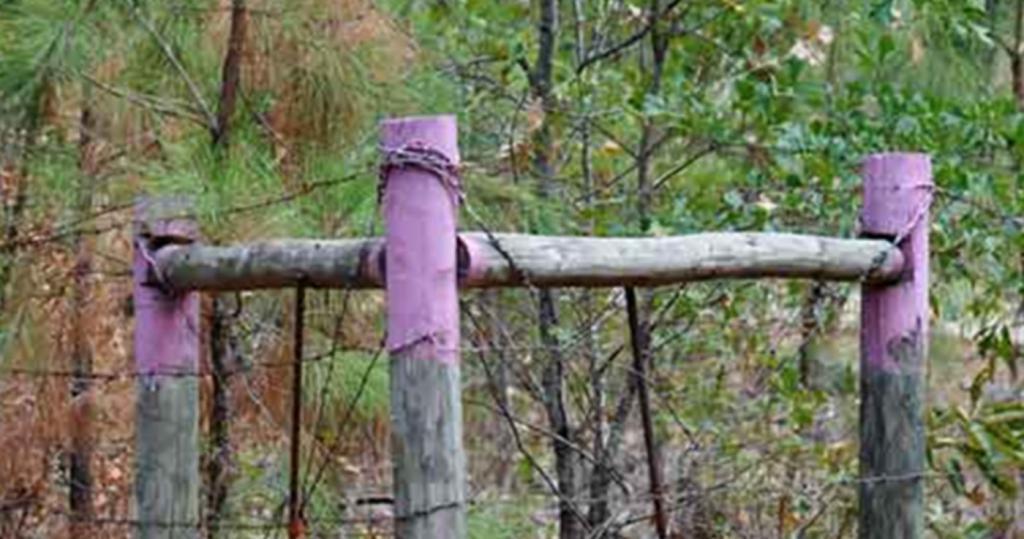 Жители Техаса красят столбы забора и стволы деревьев в фиолетовый цвет. Эта идея будет полезна и в России