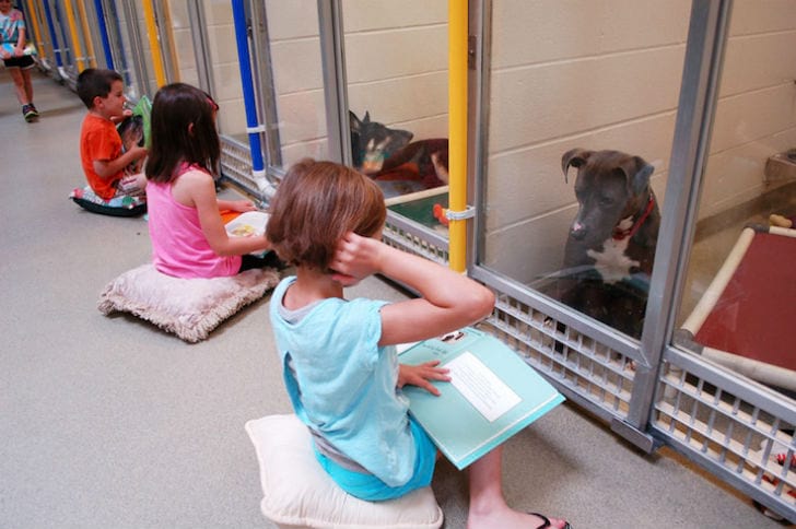 Дети читают вслух в приюте для животных, чтобы помочь запуганным и застенчивым собакам адаптироваться (7 фото + видео)