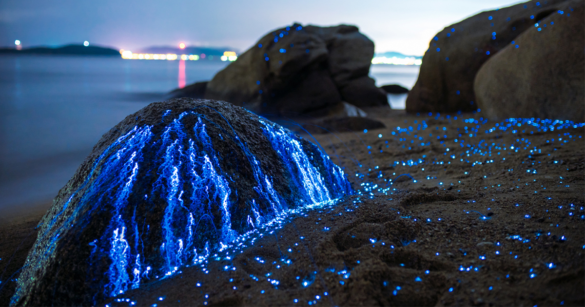 Ночью эти скалы в Японии становятся синими. Вот почему