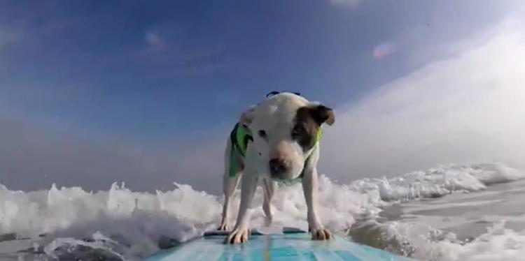 Собака по кличке Вера решила стать серфингисткой. У нее талант ловить волну