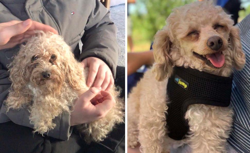 Любовь творит чудеса: 10 греющих душу фотографий собак до и после приюта