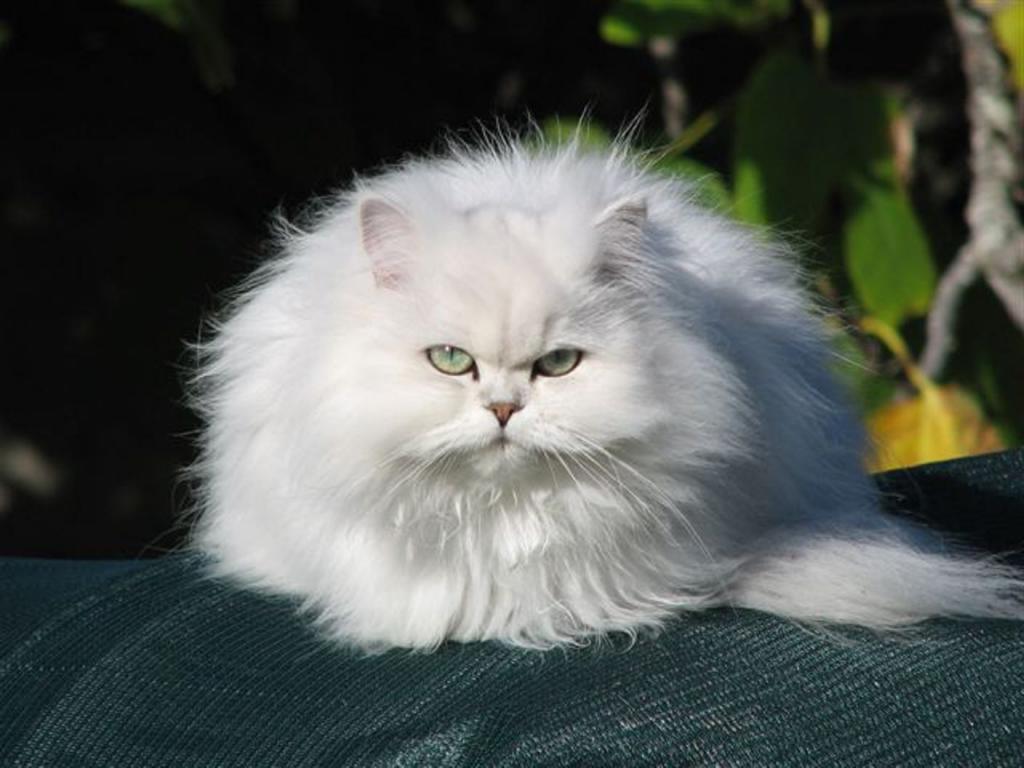 Как ухаживать за персидским. Персидская шиншилла. Персидская шиншилла белая. Персидская шиншилла кошка. Порода кошек Персидская шиншилла.