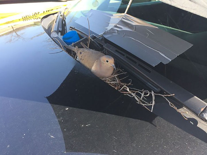 Полиция обнаружила у себя на машине голубя, высиживающего яйца: сотрудники позаботились о нем
