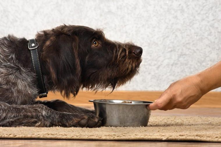 Кости и изюм: 10 продуктов, которые не нужно давать домашним животным