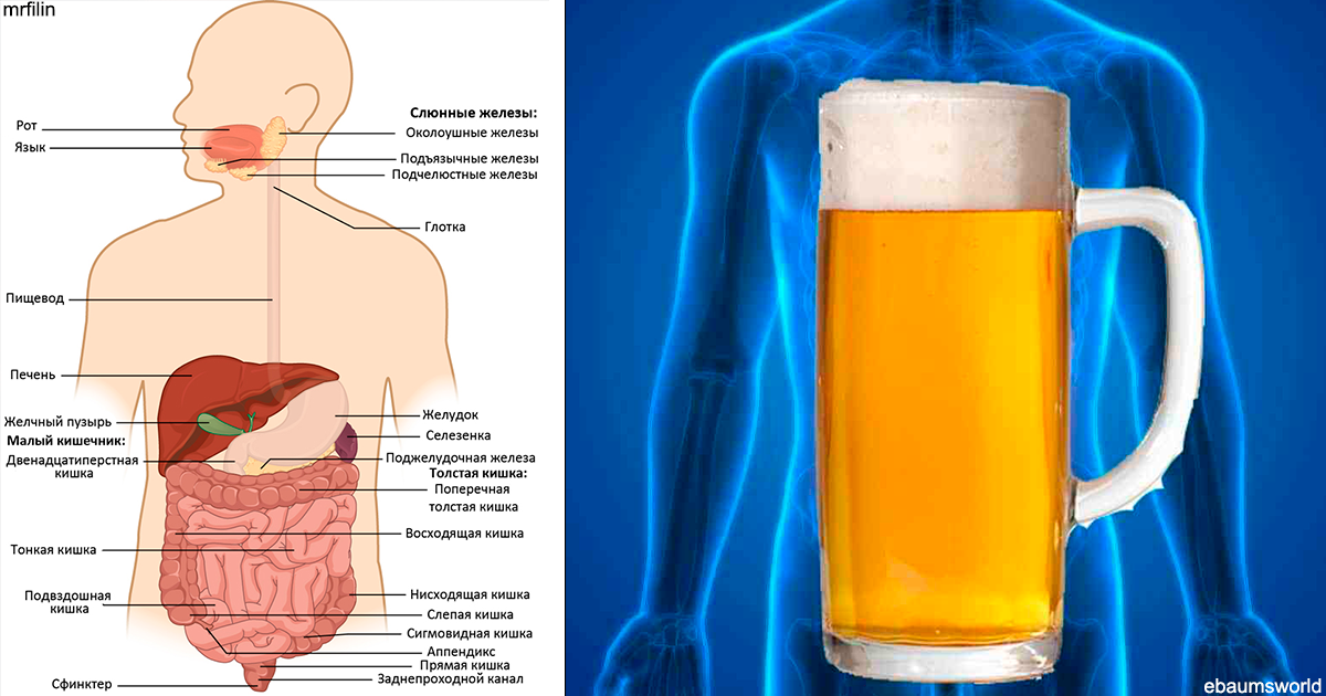 Микробы могут вырабатывать так много алкоголя, что люди пьянеют – и страдают от проблем с печенью