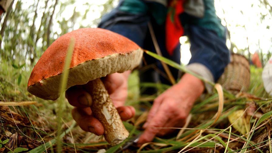 Почему не стоит срезать большие съедобные грибы: совет опытного грибника