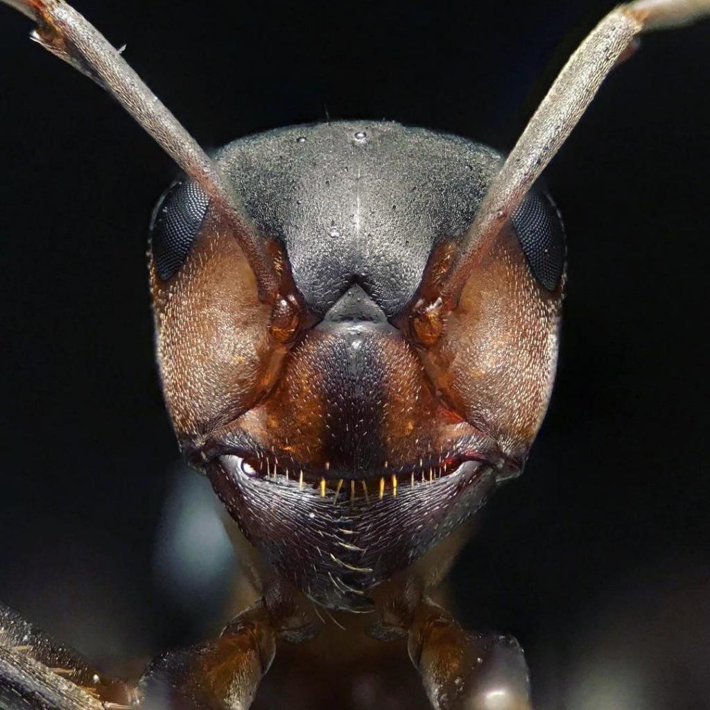 Как избавиться от муравьев в доме: три неожиданно простых способа