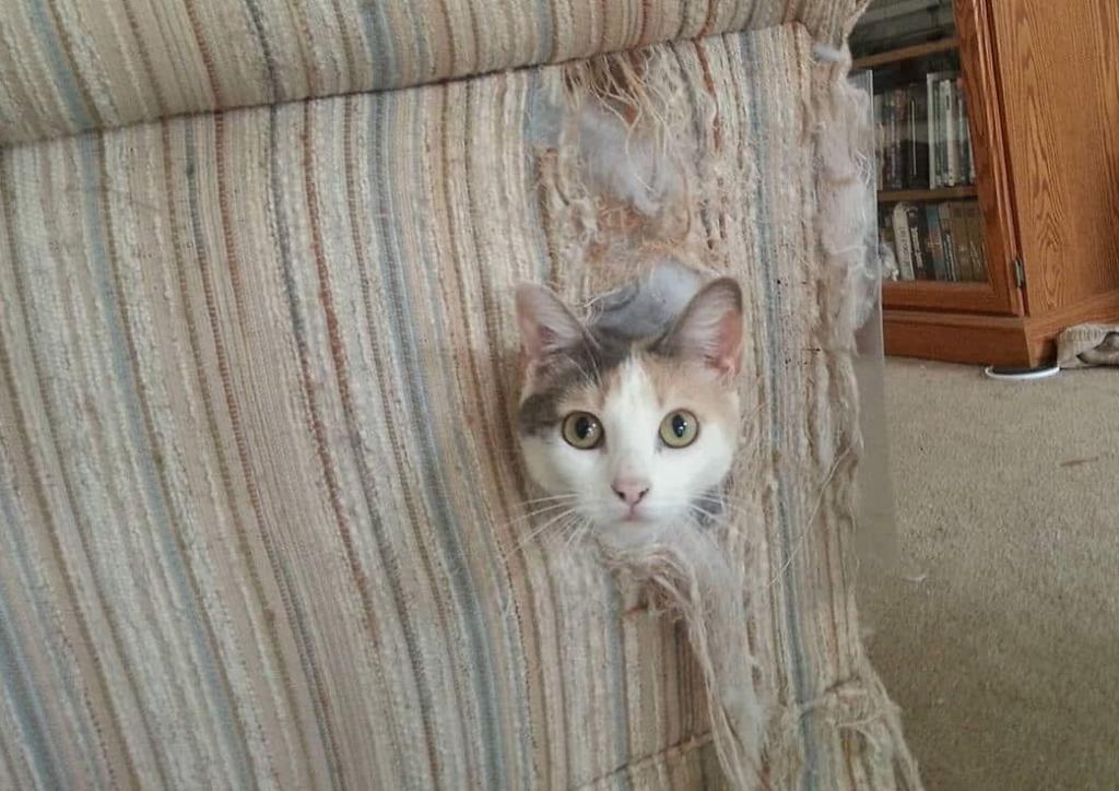 Все ли кошки дерут мебель и обои