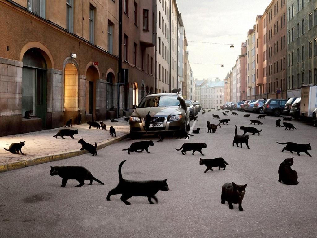 Черная кошка перебежала дорогу слева направо и наоборот: что это значит и как избежать неудачи