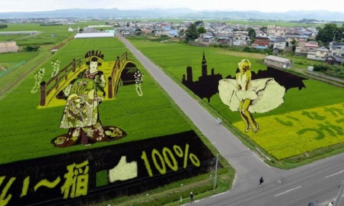 В Японии фермеры посадили рис так, чтобы при его созревании образовывались изображения: это настоящее искусство