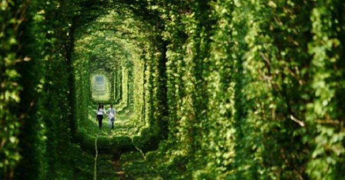 Украинский  туннель любви    идеальное место для для романтических свиданий, которое привнесет сказку в ваши отношения
