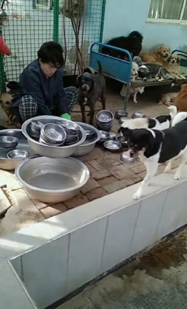 Умный бездомный пес благодарит людей, которые его кормят, всегда возвращая миску на место