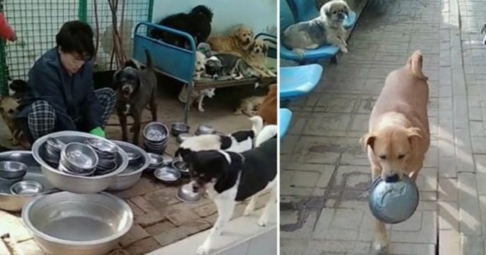 Умный бездомный пес благодарит людей, которые его кормят, всегда возвращая миску на место