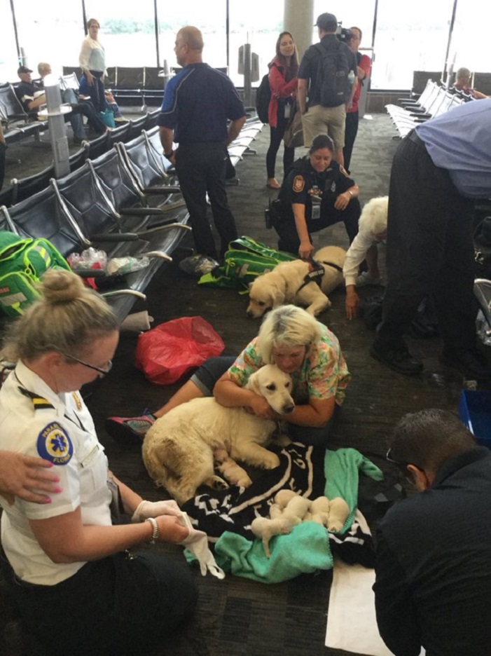 Служебная собака неожиданно родила в аэропорту и преподала всем посетителям урок о чуде жизни
