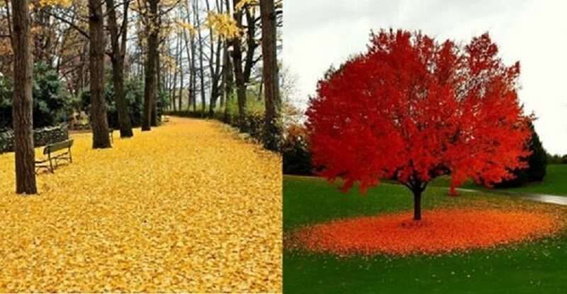 Фото о том, как осень умеет творить настоящие чудеса