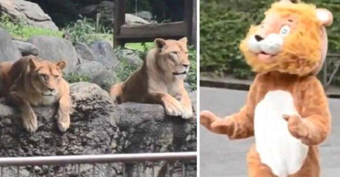 Сотрудники зоопарка провели учения по ловле сбежавшего льва, надев костюм на своего коллегу (видео)