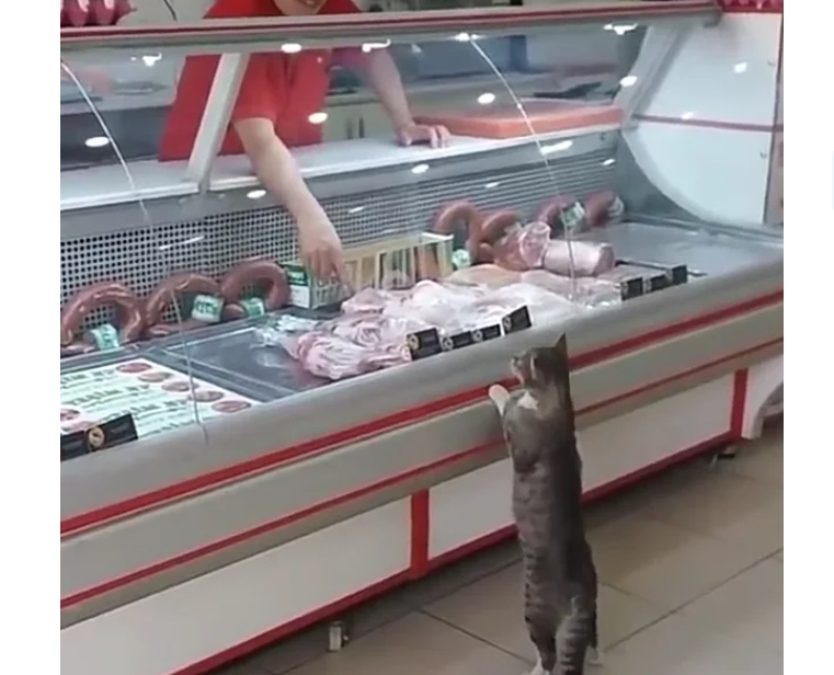 Турецкий продавец каждый день кормит приходящую к нему кошку.