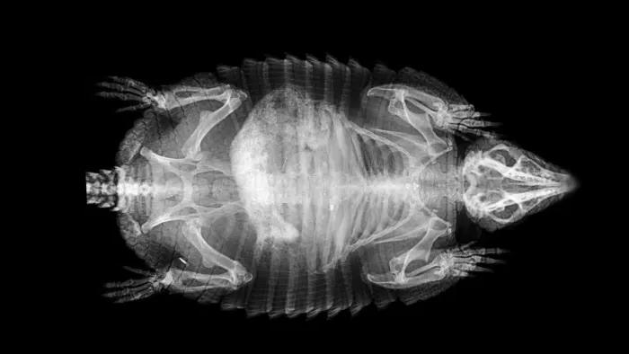 Большой волосатый броненосец и другие обитатели Лондонского зоопарка на рентгеновских снимках