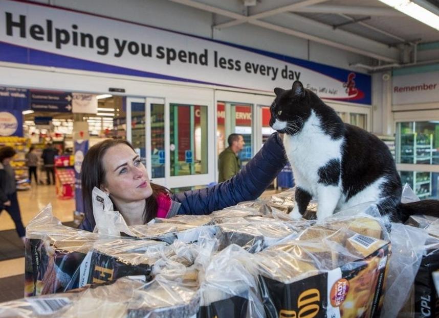 Толстый кот поселился в супермаркете и стал местной  достопримечательностью . Он даже не стесняется выпрашивать у покупателей чипсы