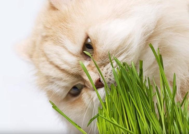 Грызут когти и цветы: несколько странных кошачьих привычек и их значение