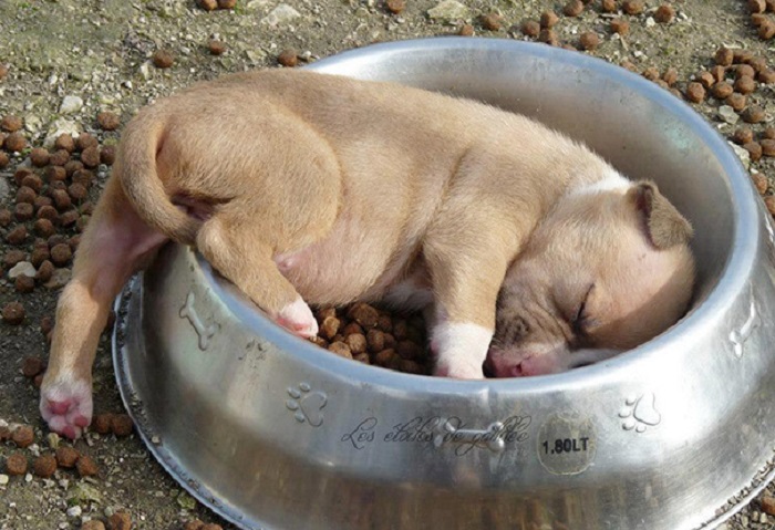 Ты не ты, когда хочешь спать: 10 забавных фото собак, которые так хотели спать, что уснули в неудобных местах