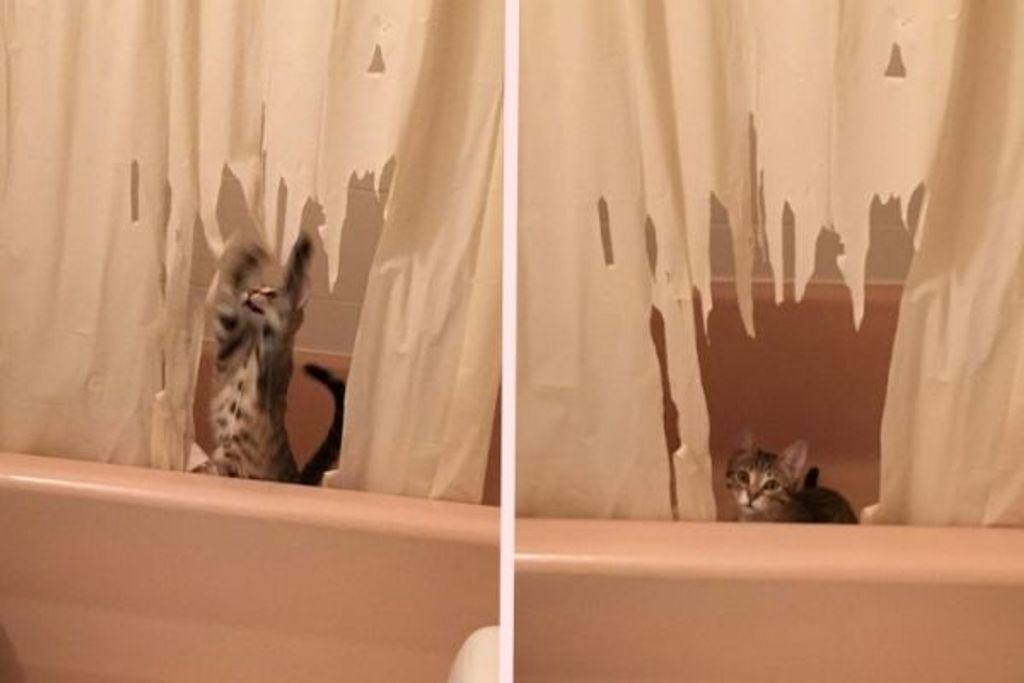 Коты портят. Кот на шторах. Кот порвал шторы. Кот порвал шторку в ванной. Занавески с кошками.