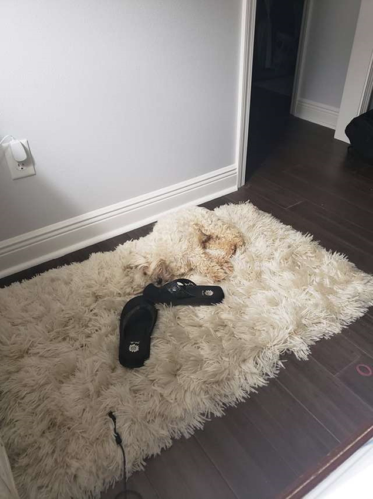 Собака нашла неожиданное укрытие для того, чтобы поспать. Теперь ее сложно разглядеть на самом видном месте