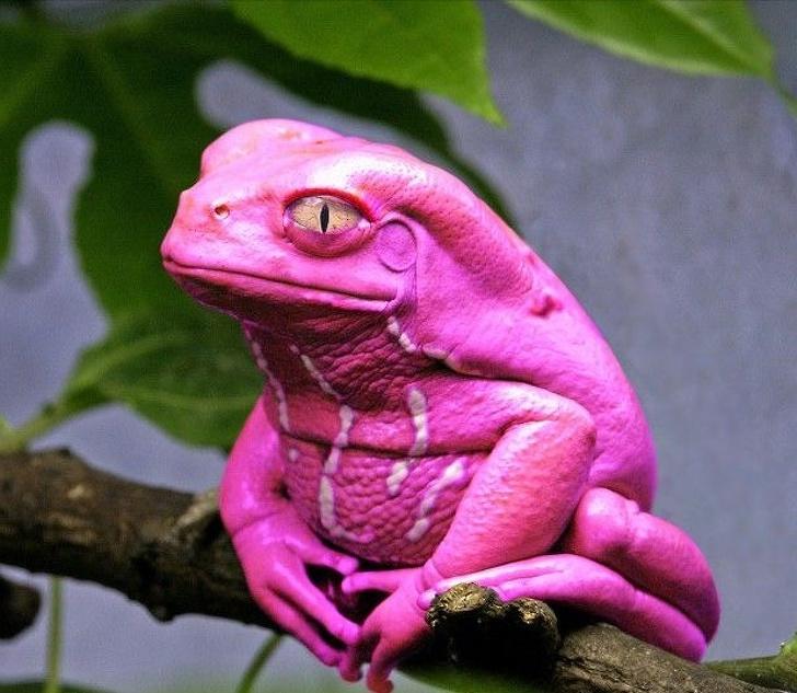 Снимки удивительных животных, которые существуют на самом деле - от гигантской улитки до розовой лягушки